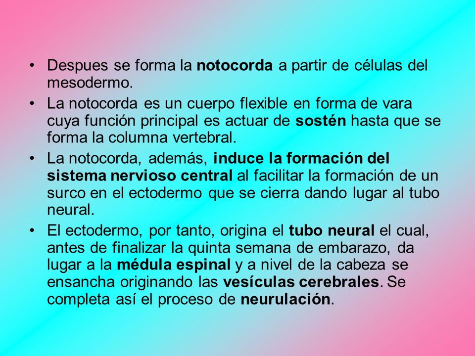 Despues se forma la notocorda a partir de células del mesodermo.