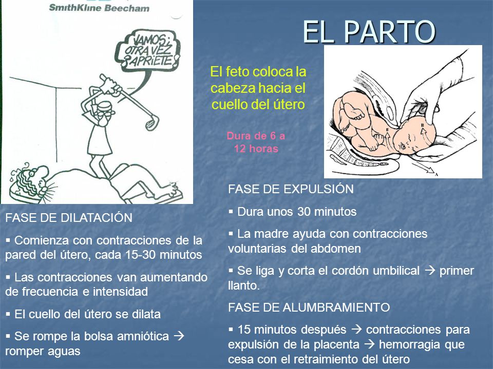 El feto coloca la cabeza hacia el cuello del útero