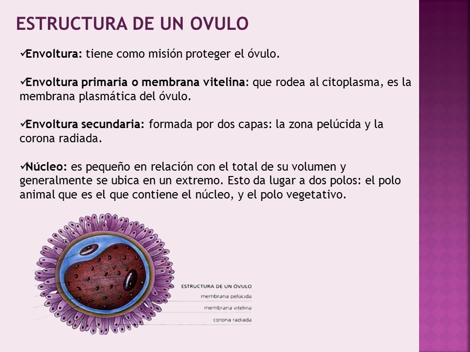 ESTRUCTURA DE UN OVULO Envoltura: tiene como misión proteger el óvulo.