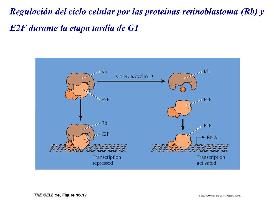 Regulación del ciclo celular por las proteínas retinoblastoma (Rb) y