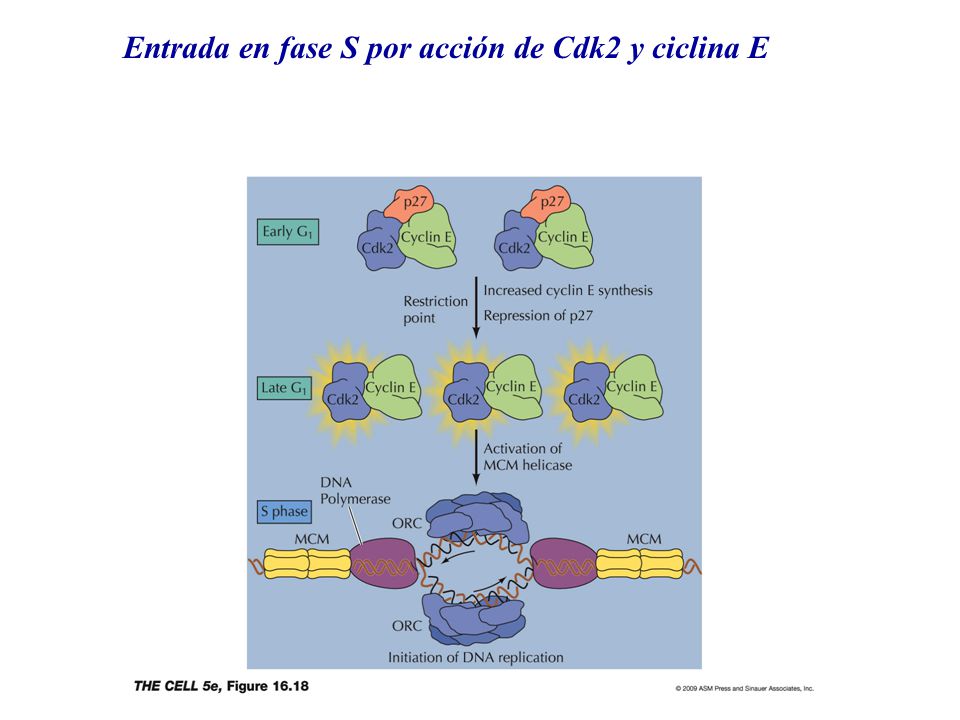 Entrada en fase S por acción de Cdk2 y ciclina E
