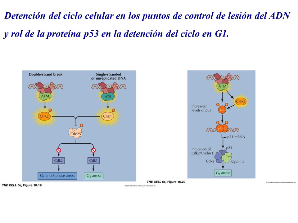 Detención del ciclo celular en los puntos de control de lesión del ADN