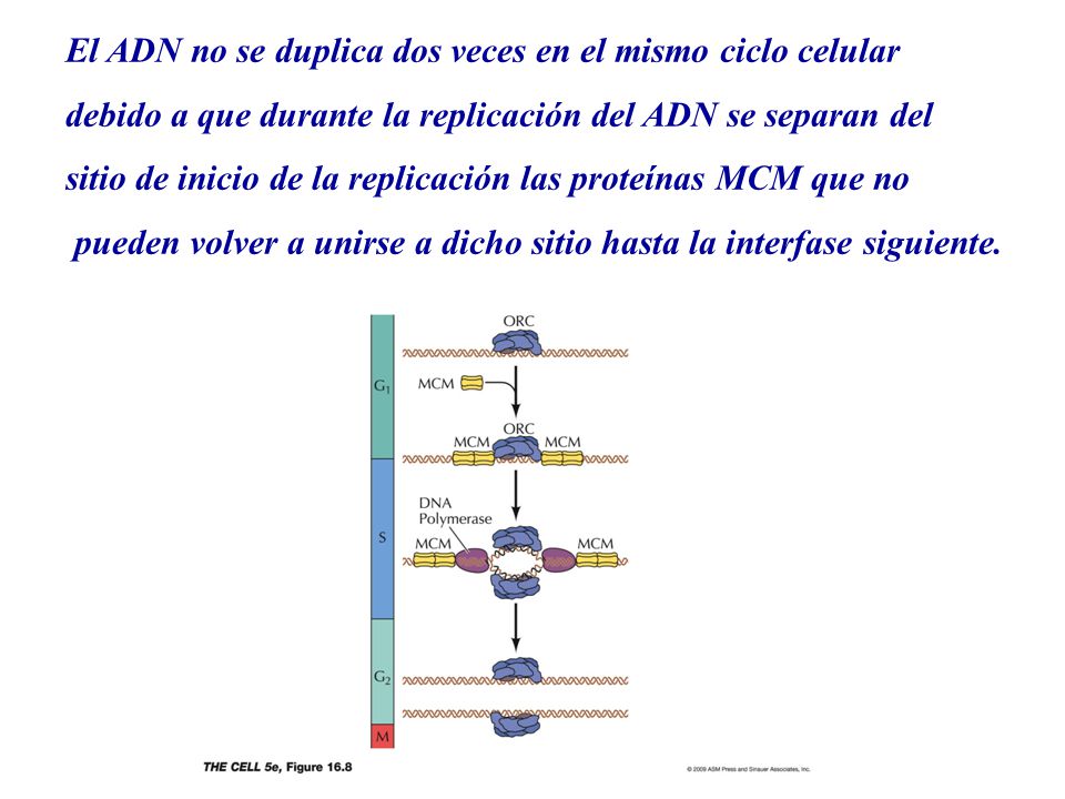 El ADN no se duplica dos veces en el mismo ciclo celular