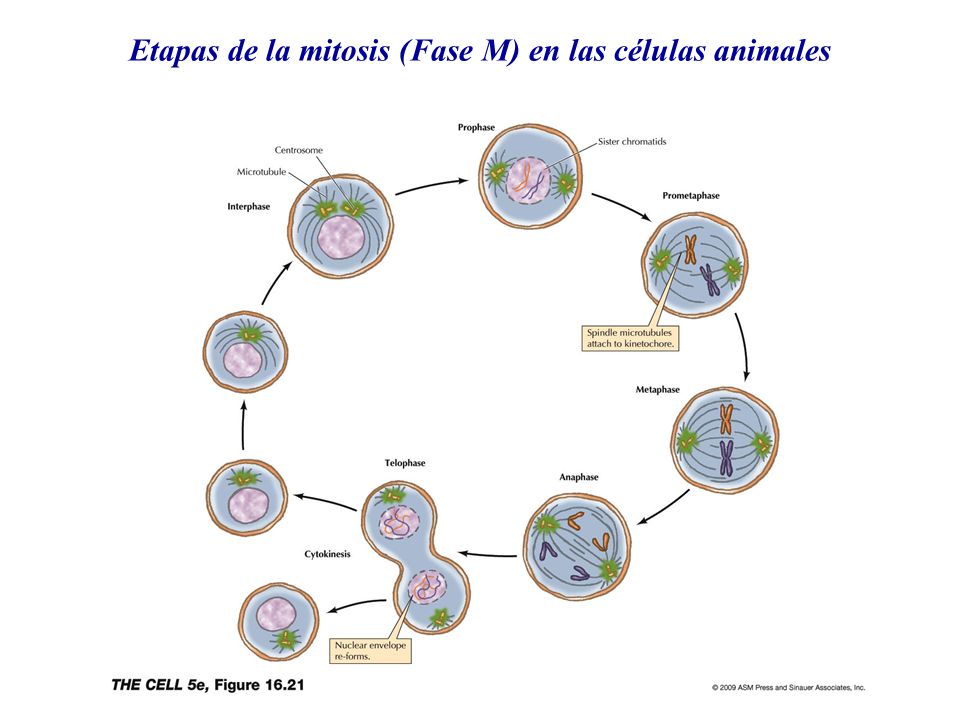 Etapas de la mitosis (Fase M) en las células animales