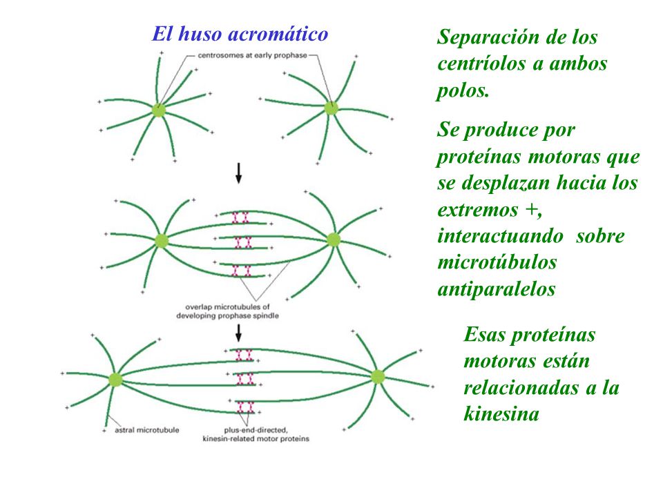 El huso acromático Separación de los centríolos a ambos polos.