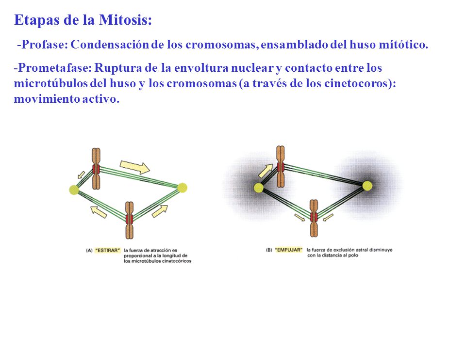 Etapas de la Mitosis: -Profase: Condensación de los cromosomas, ensamblado del huso mitótico.