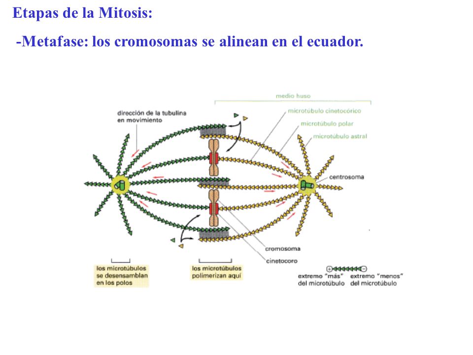 Etapas de la Mitosis: -Metafase: los cromosomas se alinean en el ecuador.