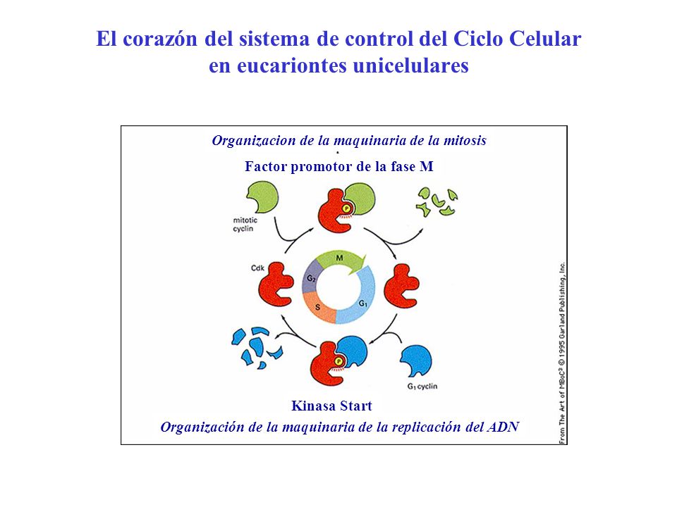 El corazón del sistema de control del Ciclo Celular en eucariontes unicelulares