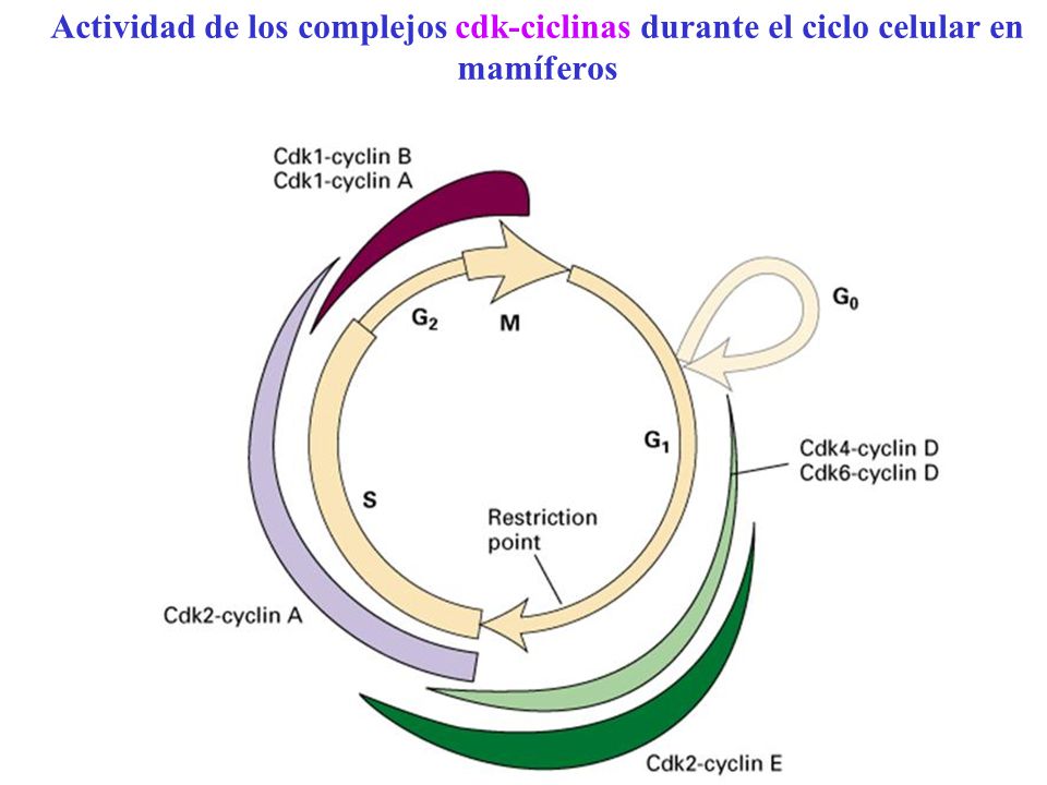 Actividad de los complejos cdk-ciclinas durante el ciclo celular en mamíferos