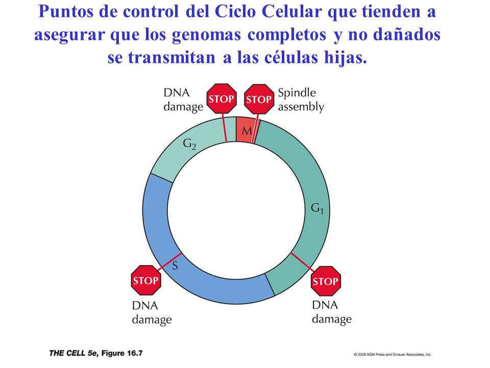 Puntos de control del Ciclo Celular que tienden a asegurar que los genomas completos y no dañados se transmitan a las células hijas.