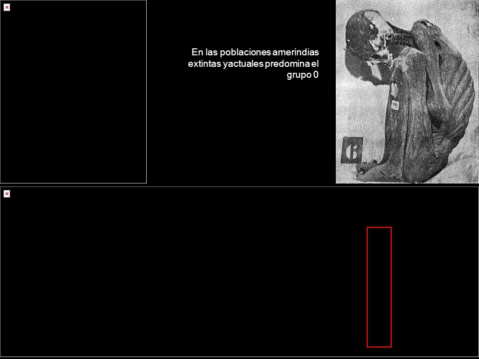 En las poblaciones amerindias extintas yactuales predomina el grupo 0