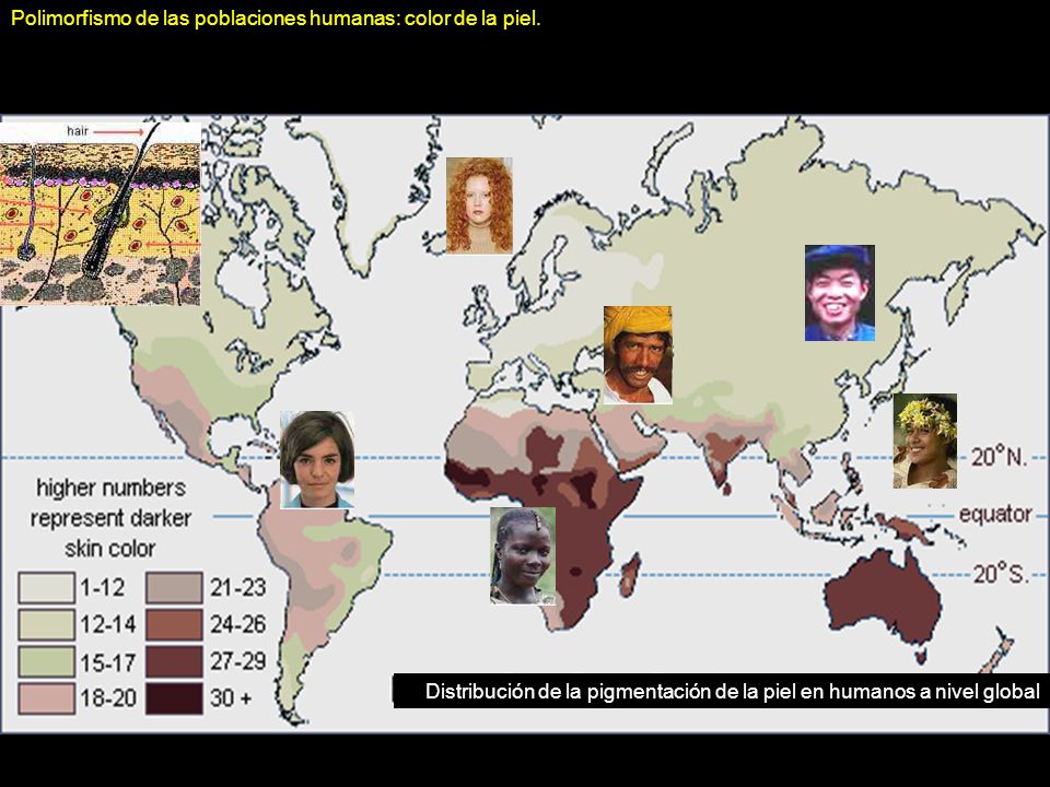 Polimorfismo de las poblaciones humanas: color de la piel.