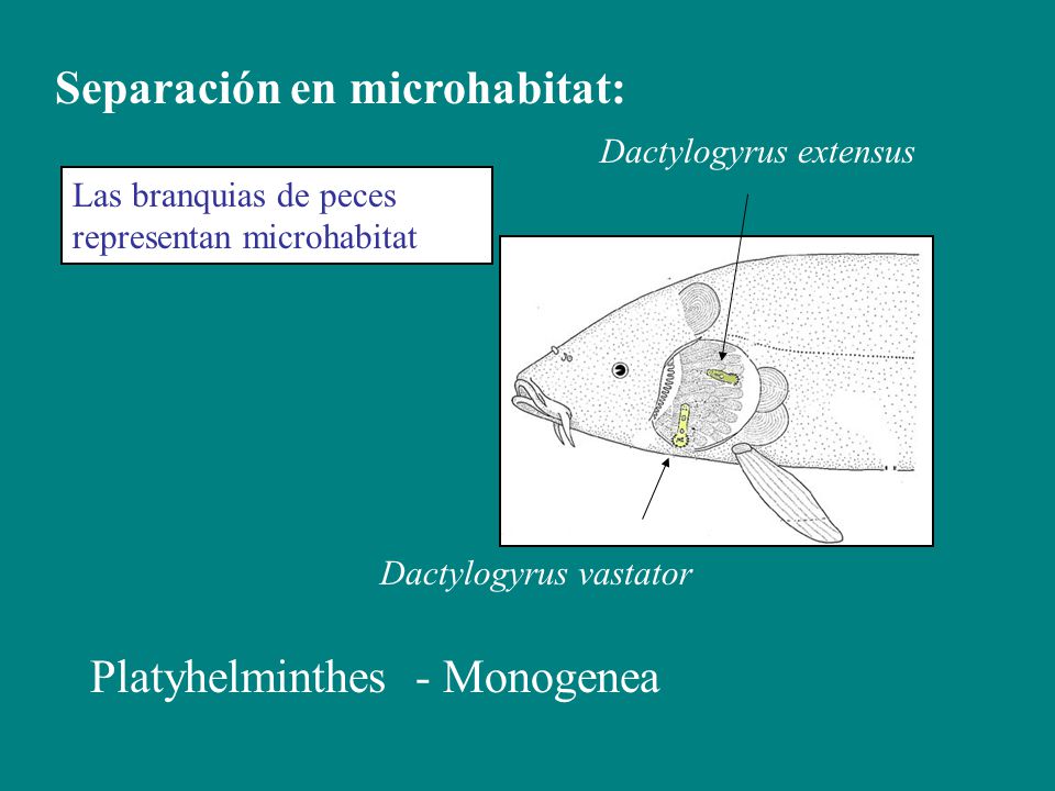 Separación en microhabitat: