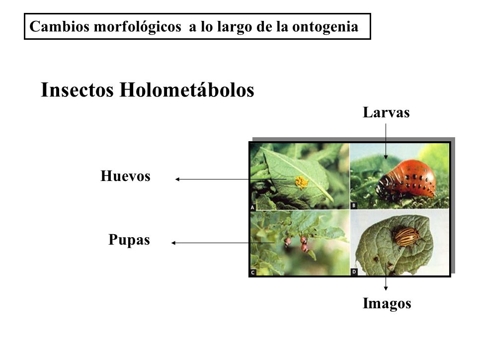 Insectos Holometábolos