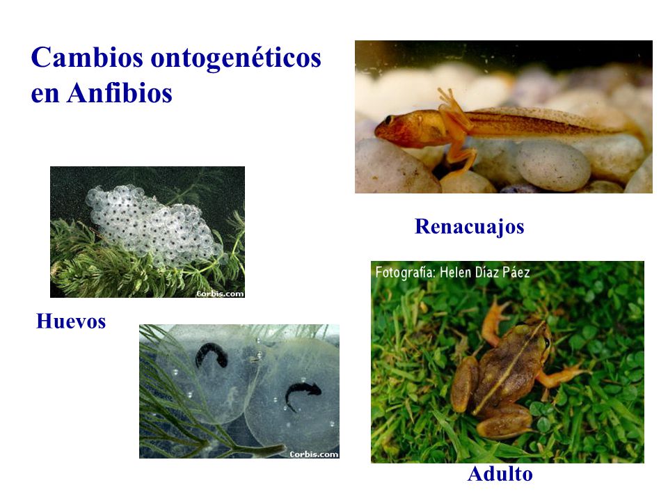 Cambios ontogenéticos en Anfibios