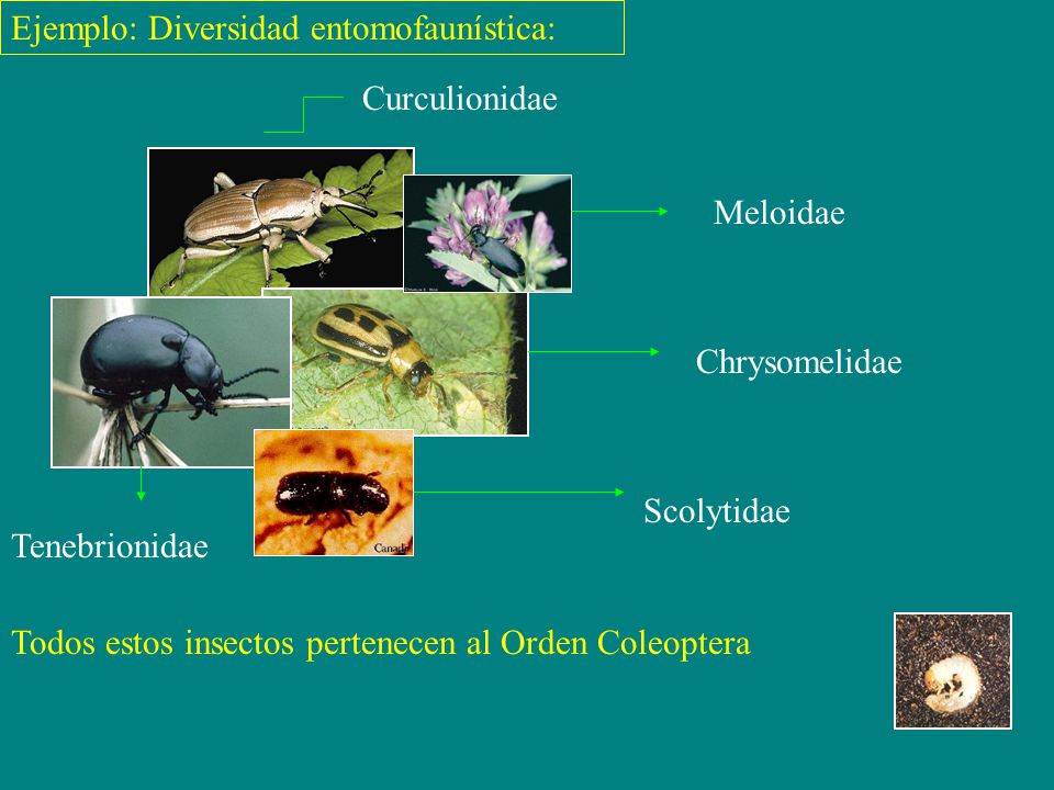 Ejemplo: Diversidad entomofaunística: