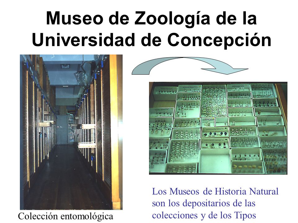 Museo de Zoología de la Universidad de Concepción