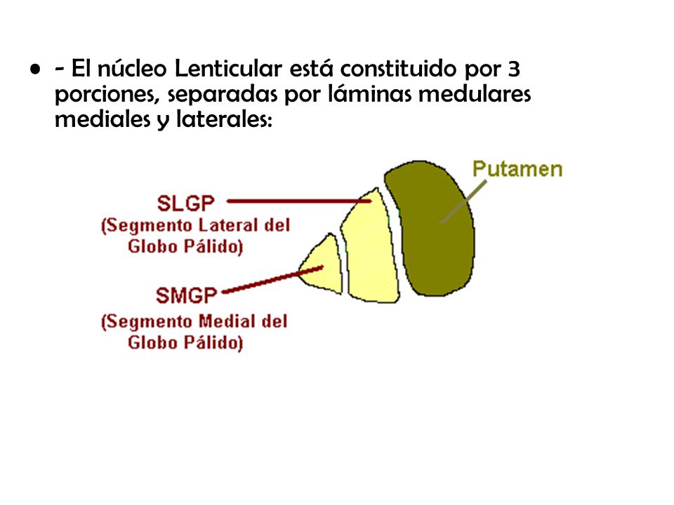 - El núcleo Lenticular está constituido por 3 porciones, separadas por láminas medulares mediales y laterales: