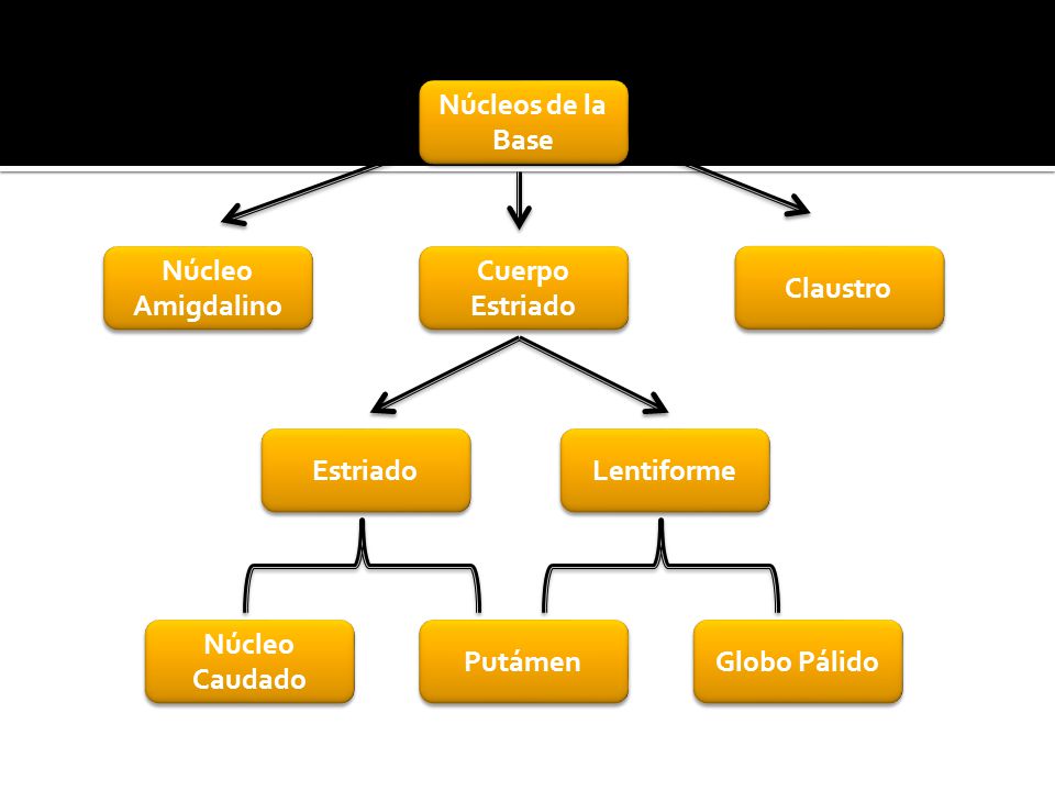 Núcleos de la Base Núcleo Amigdalino. Cuerpo Estriado. Claustro. Estriado. Lentiforme. Núcleo Caudado.