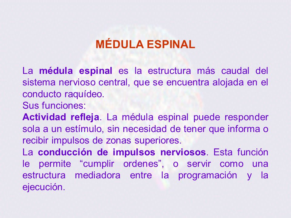 MÉDULA ESPINAL La médula espinal es la estructura más caudal del sistema nervioso central, que se encuentra alojada en el conducto raquídeo.