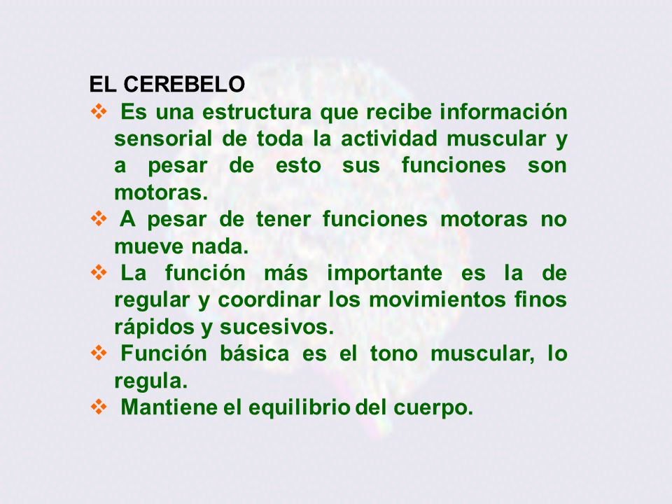 EL CEREBELO Es una estructura que recibe información sensorial de toda la actividad muscular y a pesar de esto sus funciones son motoras.