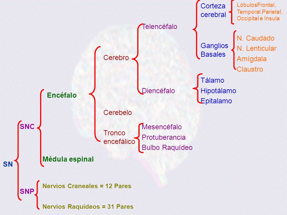 Cerebro Telencéfalo Corteza cerebral Ganglios Basales N. Caudado