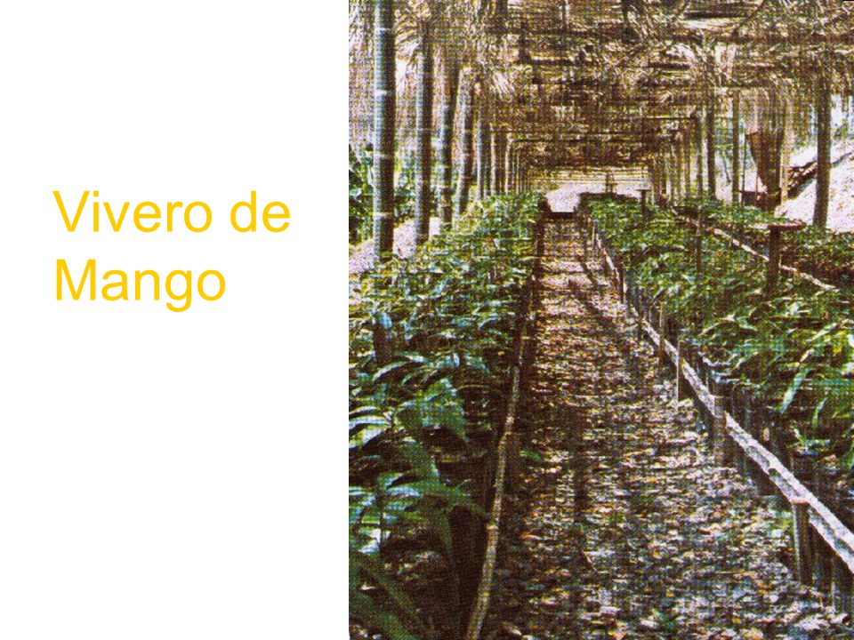 Vivero de Mango
