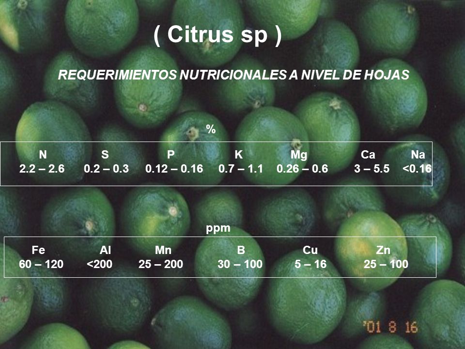 ( Citrus sp ) REQUERIMIENTOS NUTRICIONALES A NIVEL DE HOJAS %