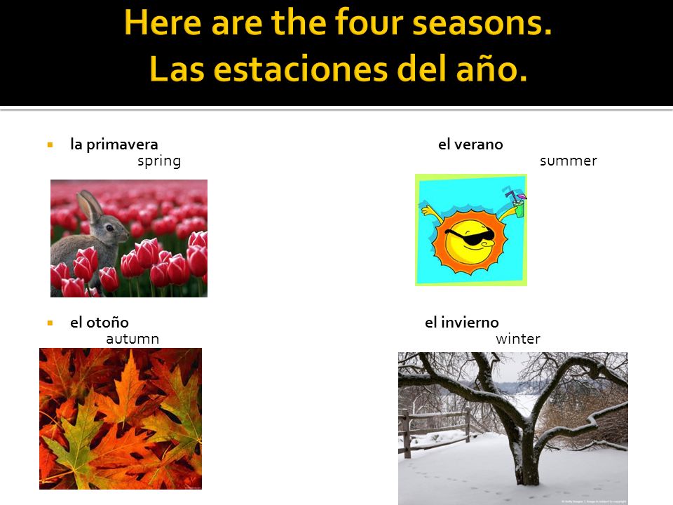 Here are the four seasons. Las estaciones del año.