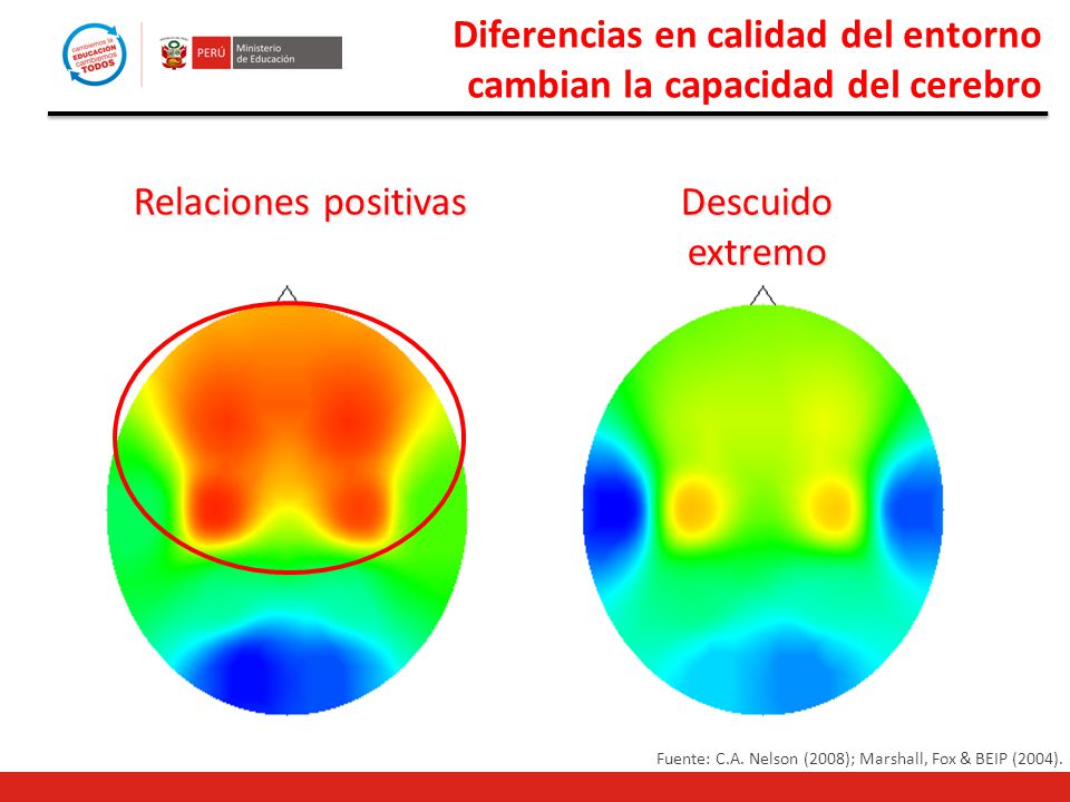 Diferencias en calidad del entorno cambian la capacidad del cerebro