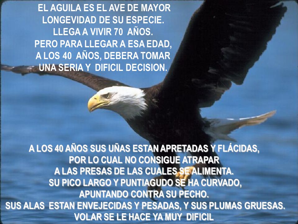 EL AGUILA ES EL AVE DE MAYOR LONGEVIDAD DE SU ESPECIE.
