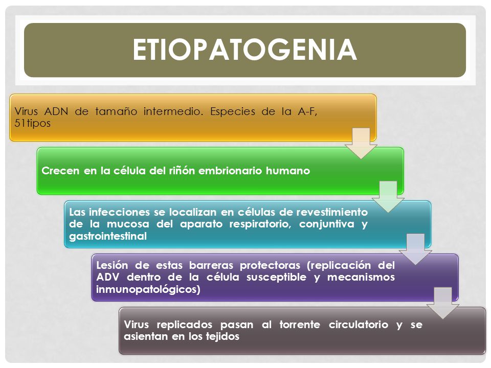 ETIOPATOGENIA Virus ADN de tamaño intermedio. Especies de la A-F, 51tipos. Crecen en la célula del riñón embrionario humano.