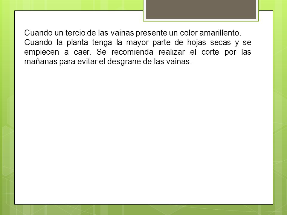 Cuando un tercio de las vainas presente un color amarillento.