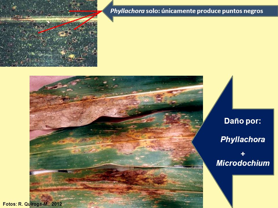 Daño por: Phyllachora + Microdochium