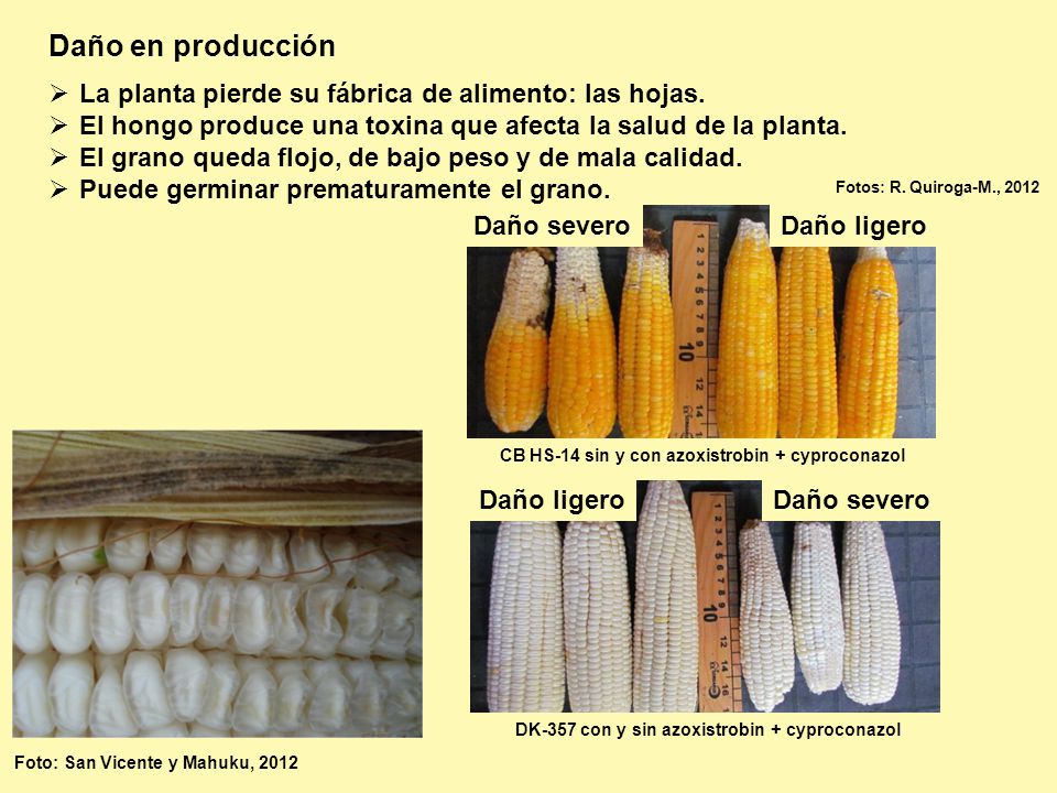 Daño en producción La planta pierde su fábrica de alimento: las hojas.