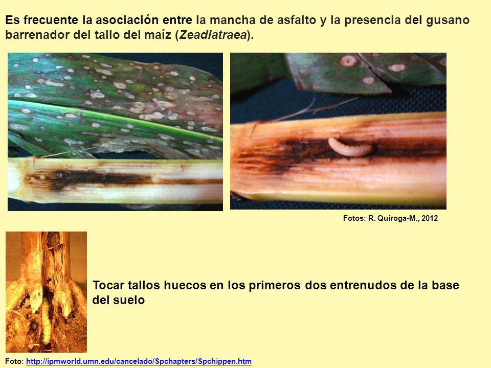 Es frecuente la asociación entre la mancha de asfalto y la presencia del gusano barrenador del tallo del maíz (Zeadiatraea).