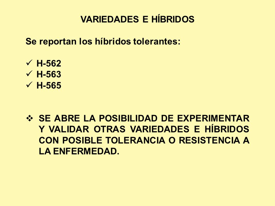 VARIEDADES E HÍBRIDOS Se reportan los híbridos tolerantes: H-562. H-563. H-565.