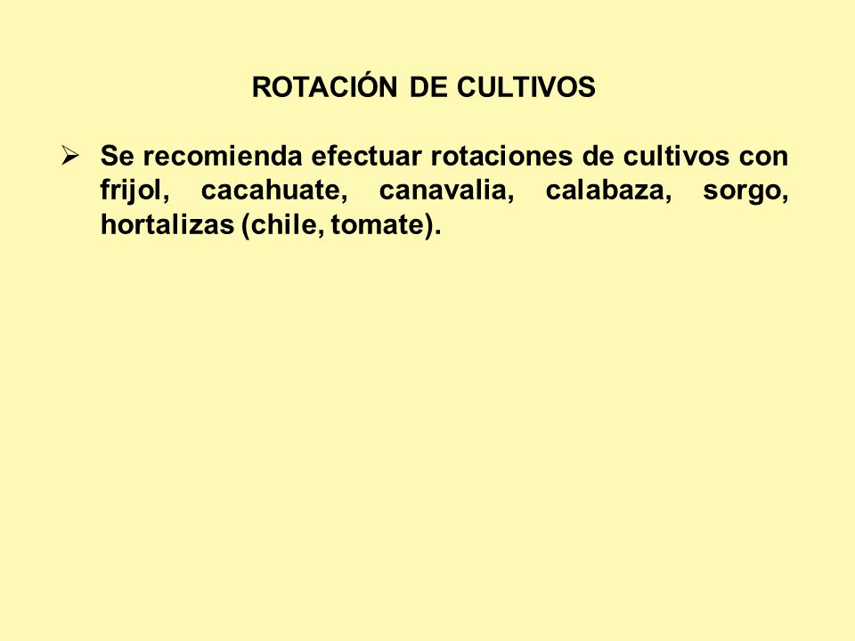 ROTACIÓN DE CULTIVOS Se recomienda efectuar rotaciones de cultivos con frijol, cacahuate, canavalia, calabaza, sorgo, hortalizas (chile, tomate).