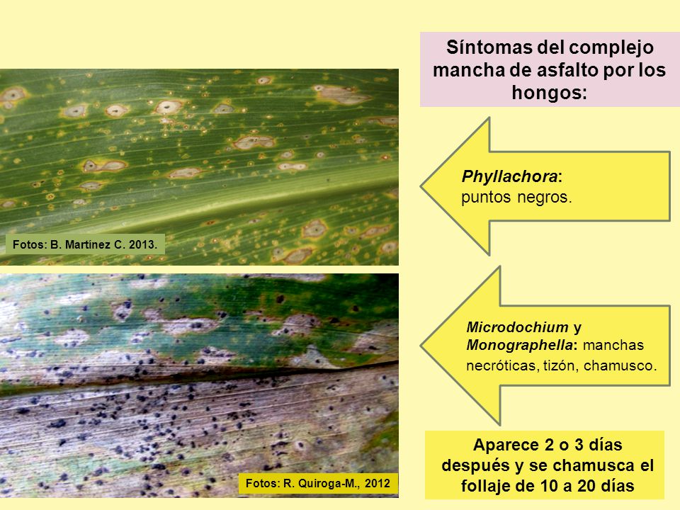 Síntomas del complejo mancha de asfalto por los hongos: