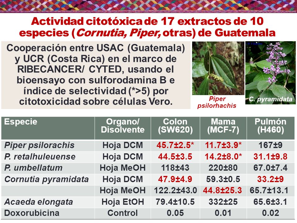 Actividad citotóxica de 17 extractos de 10 especies (Cornutia, Piper, otras) de Guatemala
