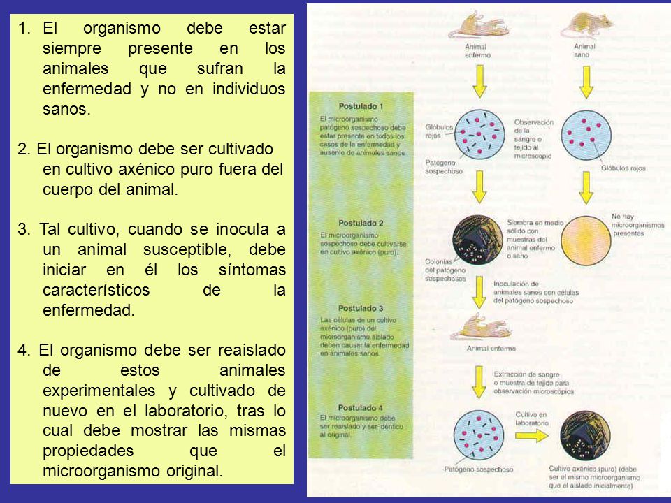 El organismo debe estar siempre presente en los animales que sufran la enfermedad y no en individuos sanos.