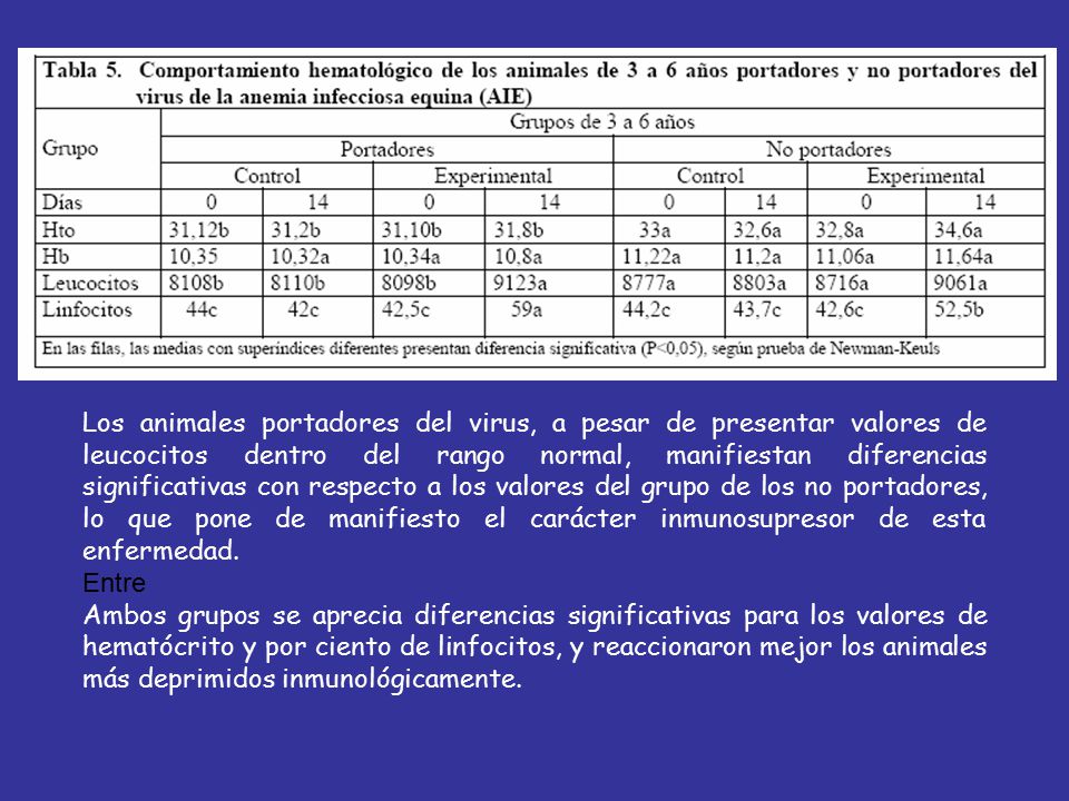 Los animales portadores del virus, a pesar de presentar valores de leucocitos dentro del rango normal, manifiestan diferencias significativas con respecto a los valores del grupo de los no portadores, lo que pone de manifiesto el carácter inmunosupresor de esta enfermedad.