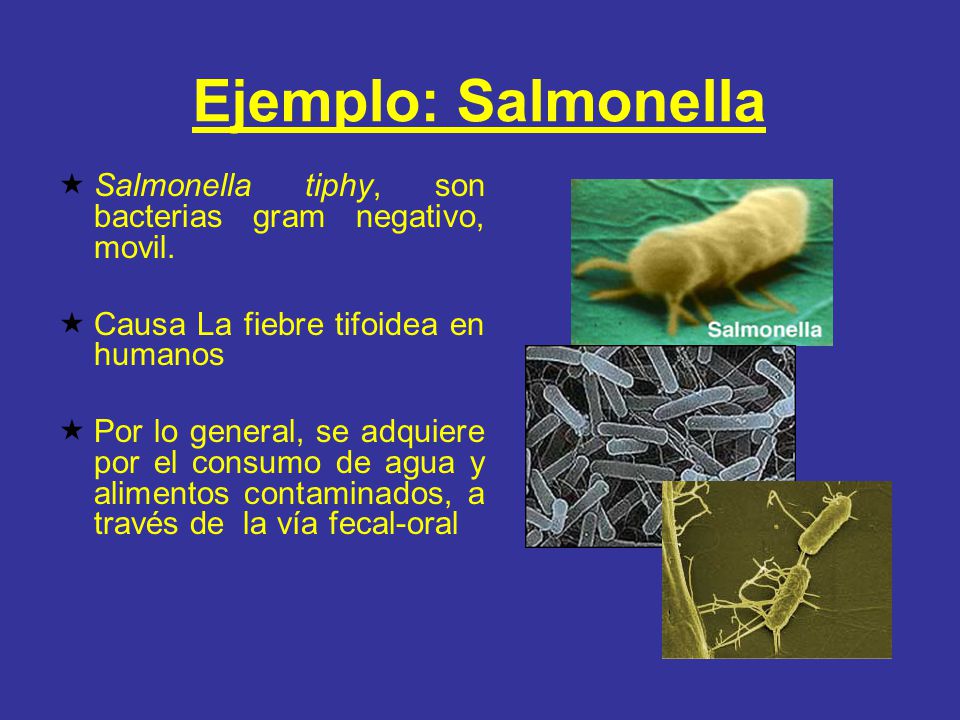 Ejemplo: Salmonella Salmonella tiphy, son bacterias gram negativo, movil. Causa La fiebre tifoidea en humanos.