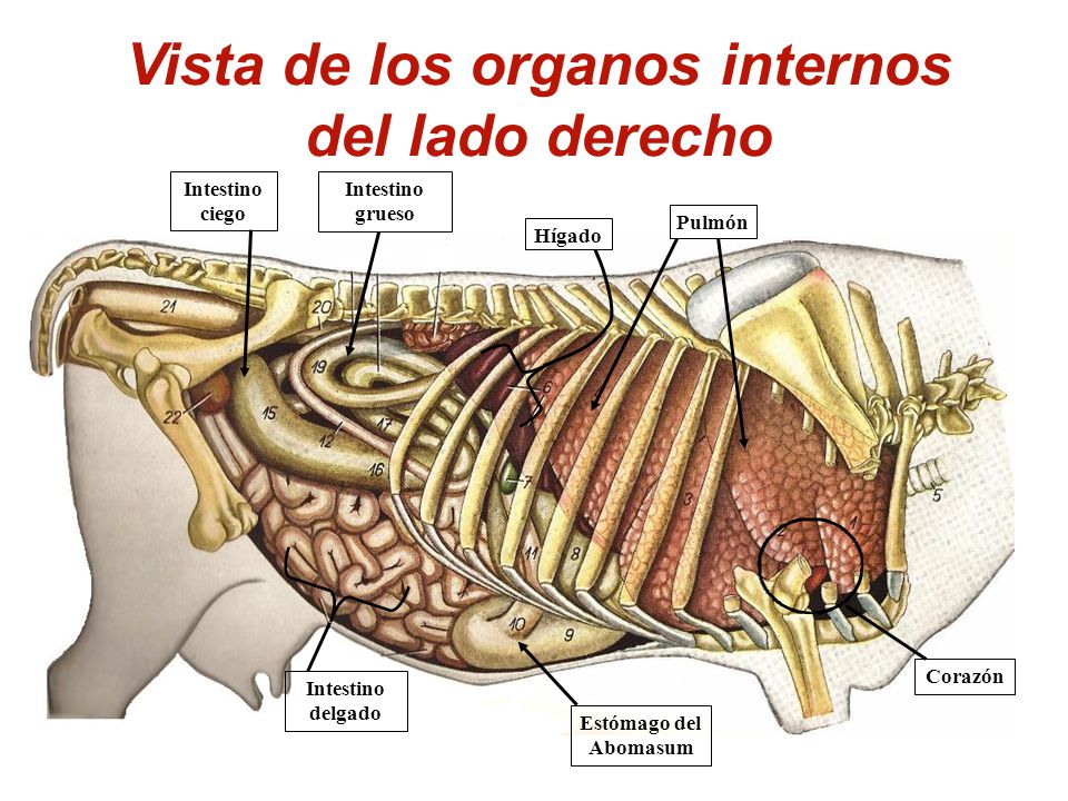 Vista de los organos internos del lado derecho