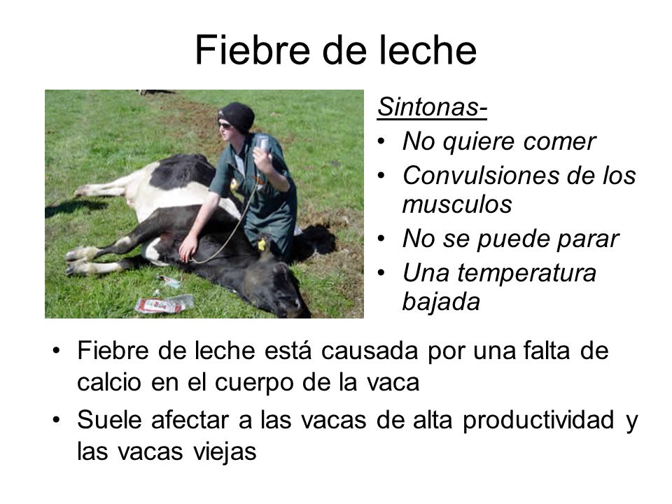 Fiebre de leche Sintonas- No quiere comer Convulsiones de los musculos