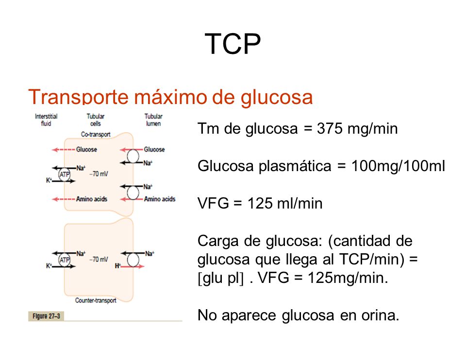 TCP Transporte máximo de glucosa Tm de glucosa = 375 mg/min