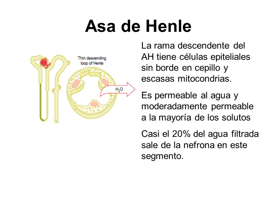 Asa de Henle La rama descendente del AH tiene células epiteliales sin borde en cepillo y escasas mitocondrias.