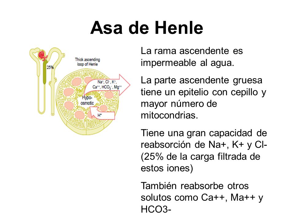 Asa de Henle La rama ascendente es impermeable al agua.