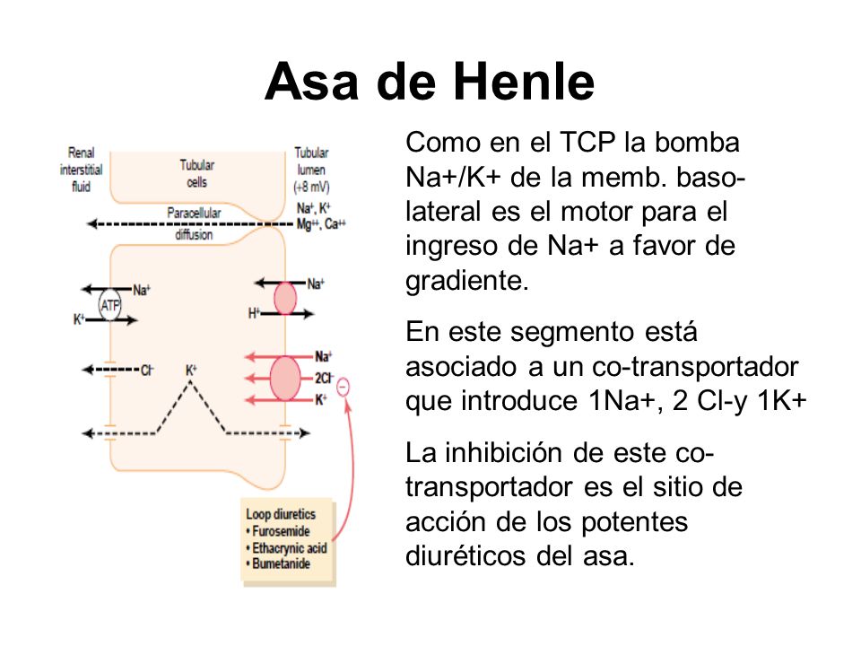 Asa de Henle Como en el TCP la bomba Na+/K+ de la memb. baso-lateral es el motor para el ingreso de Na+ a favor de gradiente.