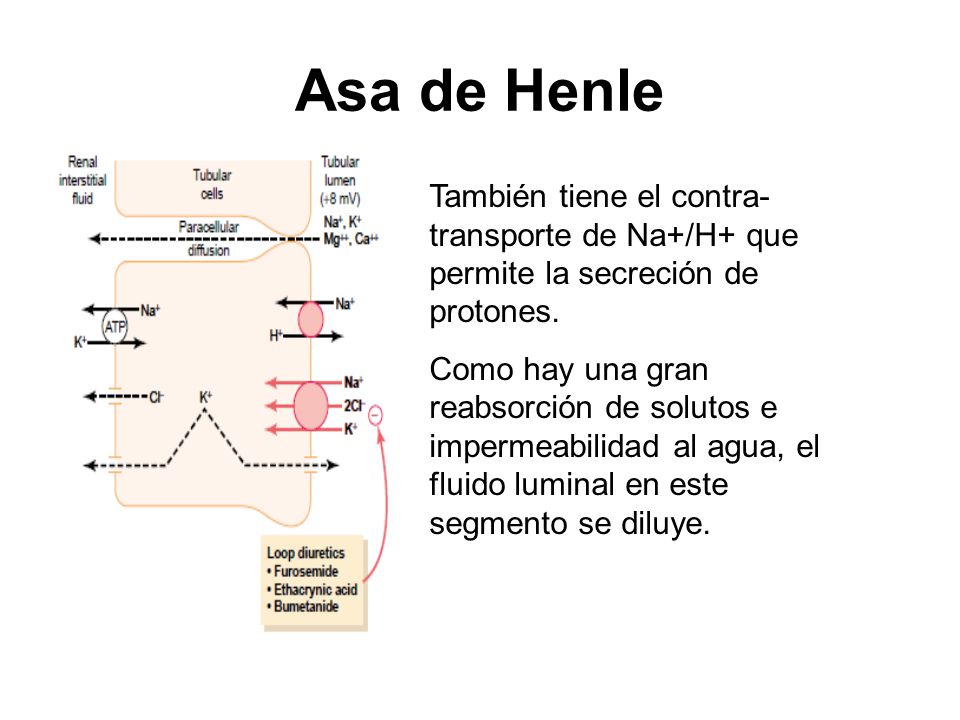 Asa de Henle También tiene el contra-transporte de Na+/H+ que permite la secreción de protones.